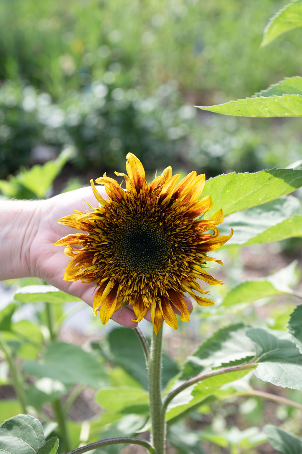 Sunflower Steve Sunflower Starts Pre-sale
