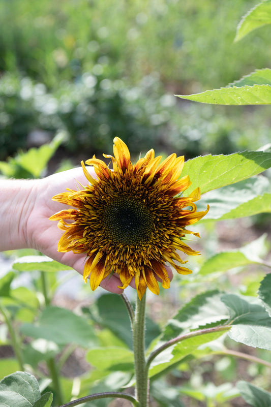 Sunflower Steve Sunflower Starts Pre-sale
