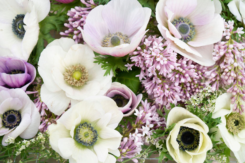 Anemone Corms