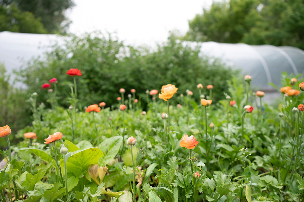 Ranunculus Corms