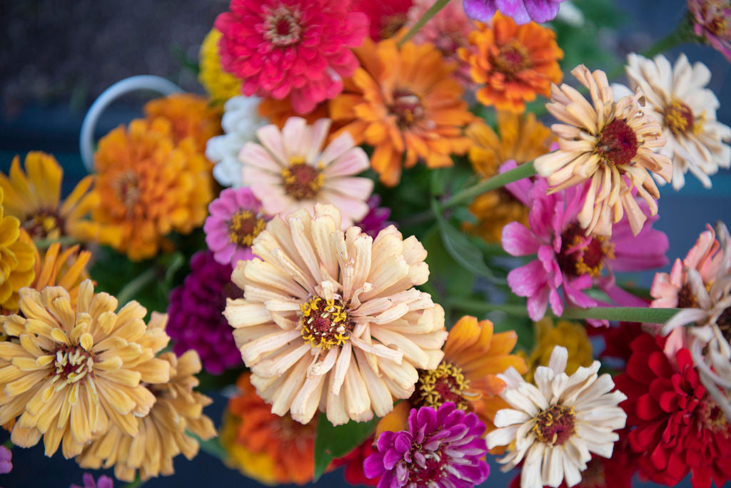 Johnny's Seeds Mixed Zinnia Starts Pre-sale