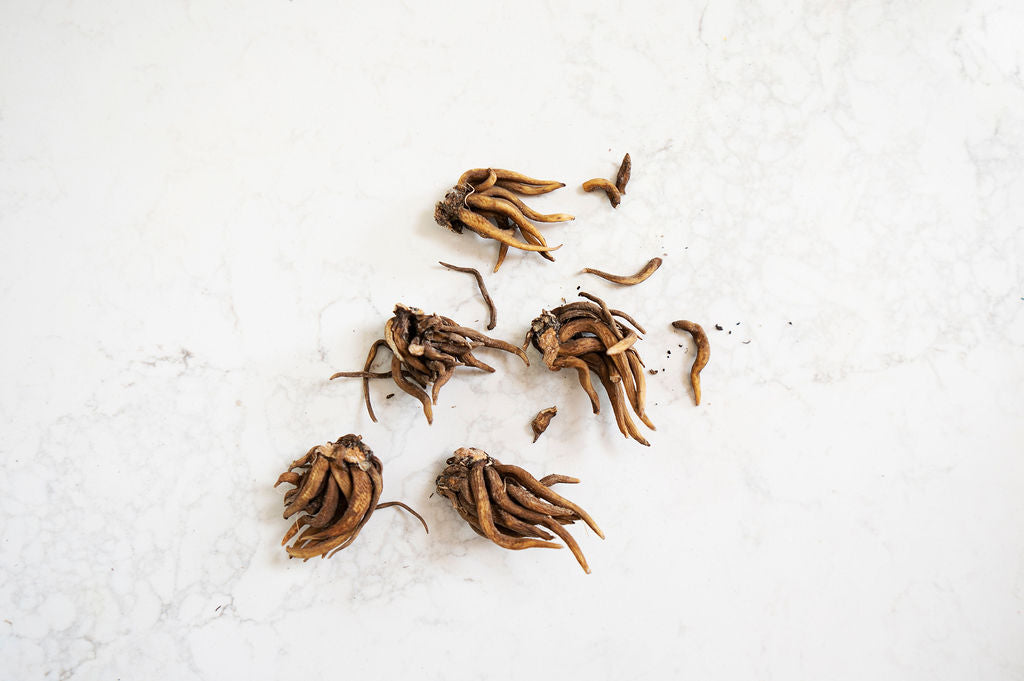 Ranunculus Corms