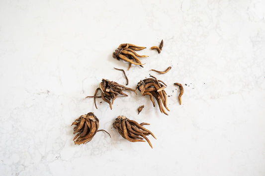 Ranunculus Corms